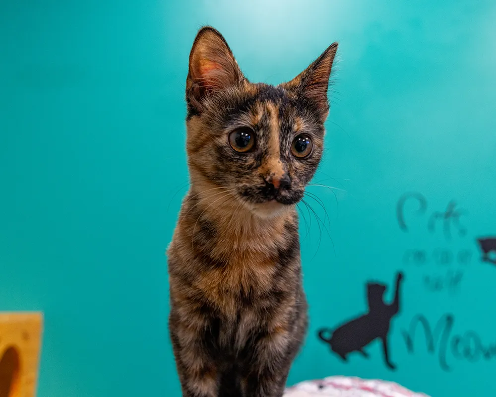 Curious brindle kitten