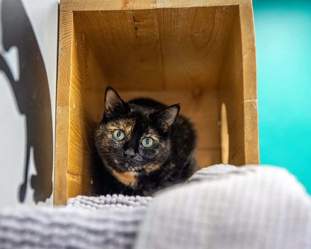 Brindle kitten playing in a box