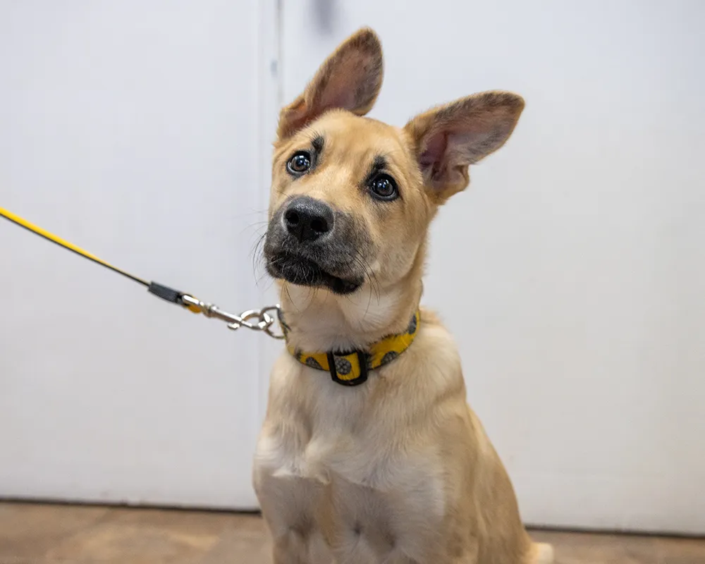 Puppy with floppy ears