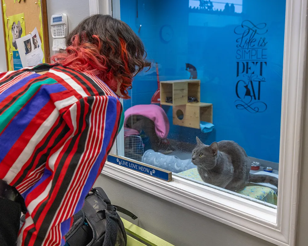 Timea interacting with grey cat through glass window